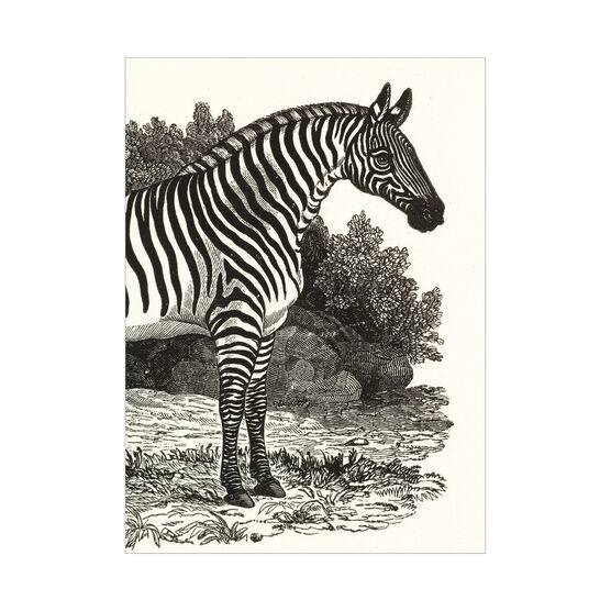 Zebra Illustration greetings card